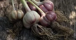 Garlic Oil
