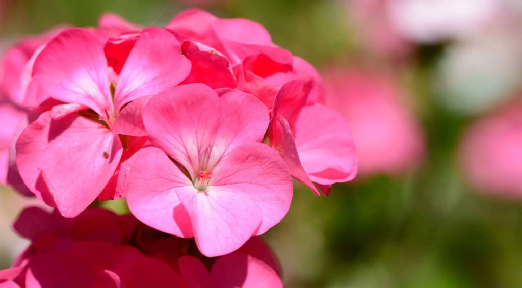 Geranium Oil (Egypt)