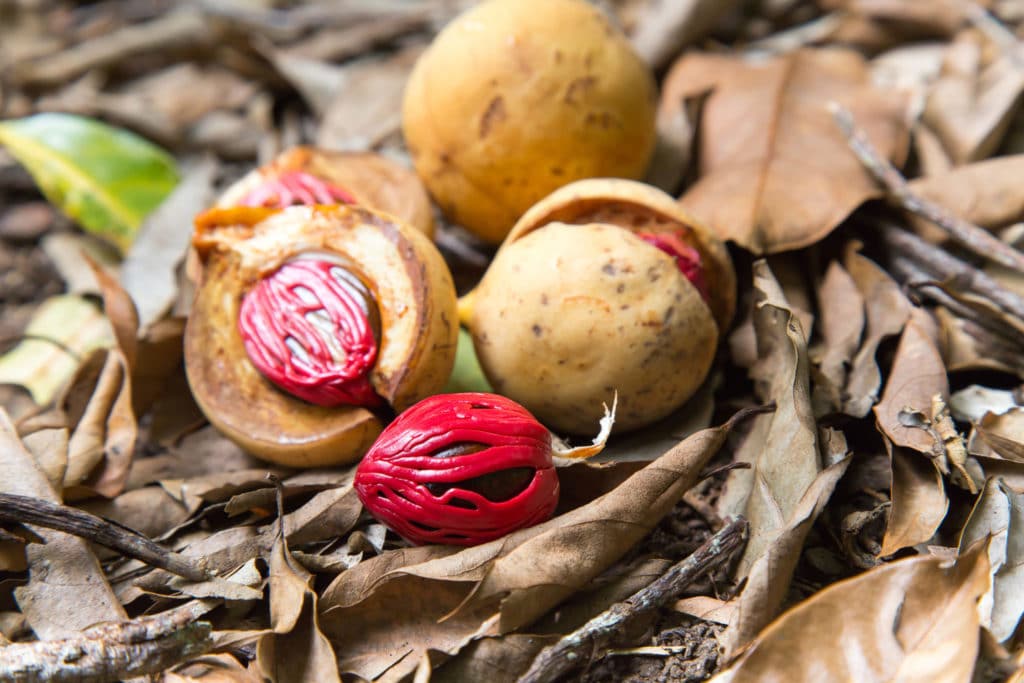Nutmeg Oil