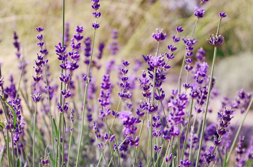 99999-new-HEADERimgs-lavendar8.jpg