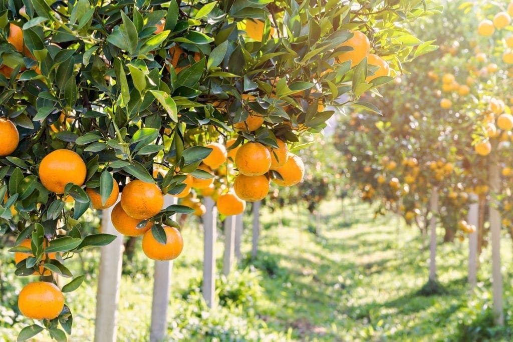 Orange Oil Brazil