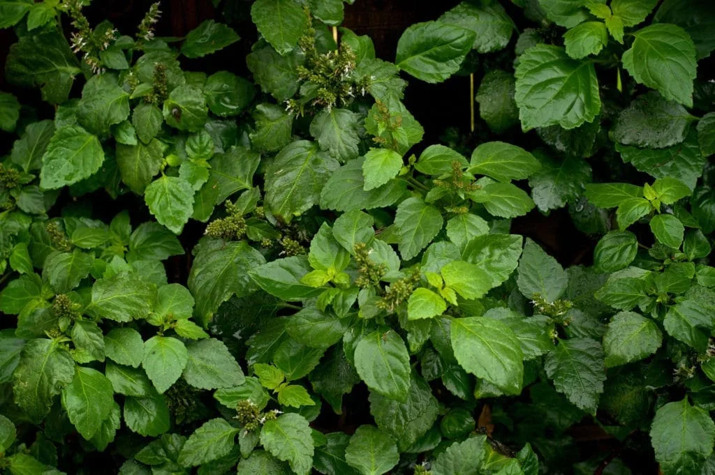 Patchouli Oil Indonesian