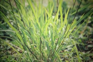 Vetiver Oil Haiti