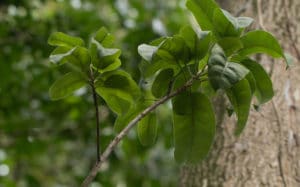 Balsam Peru