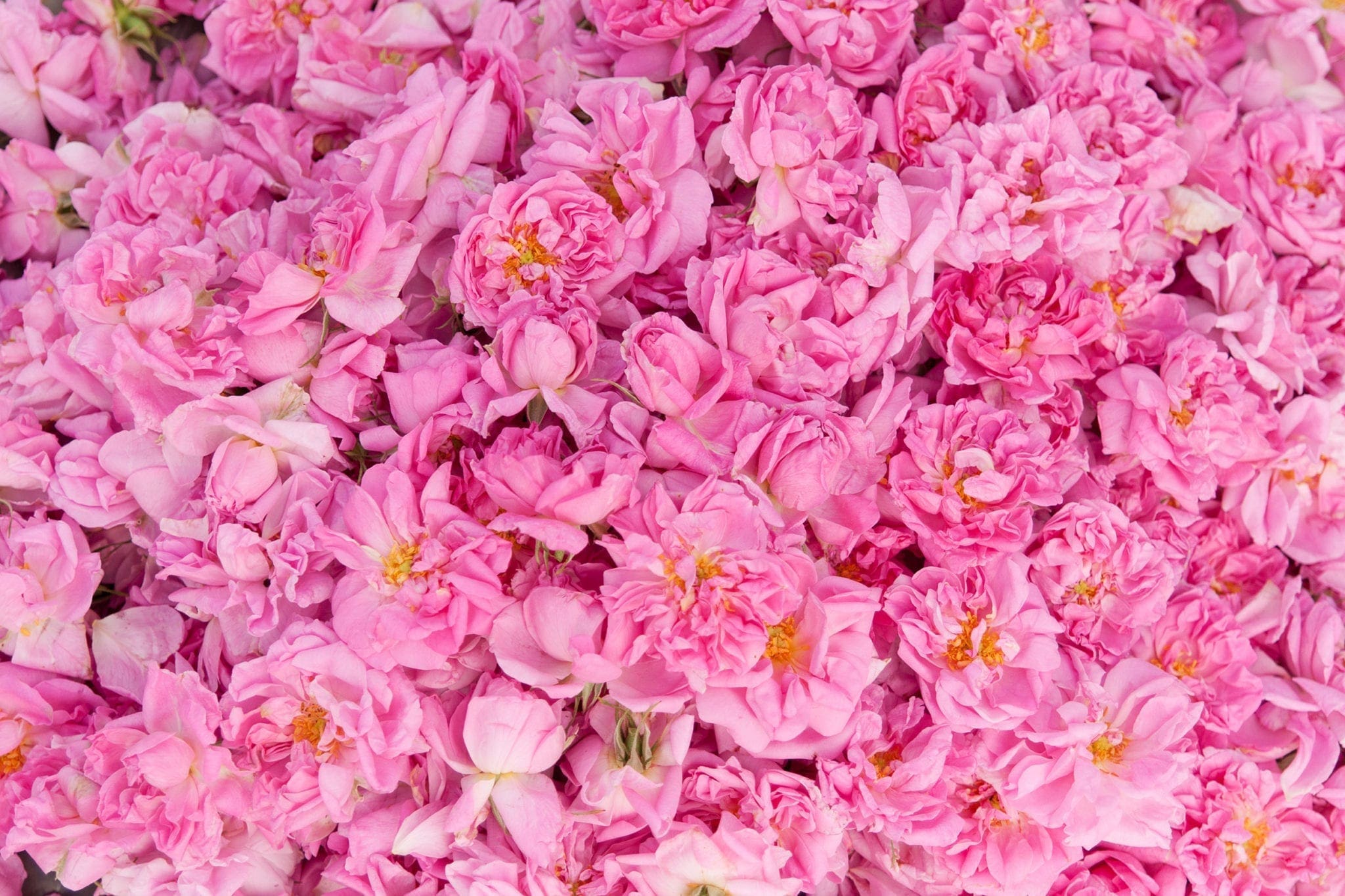 Fragrance is a Family Business