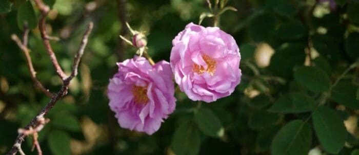 Rose Oil Bulgarian HEADER