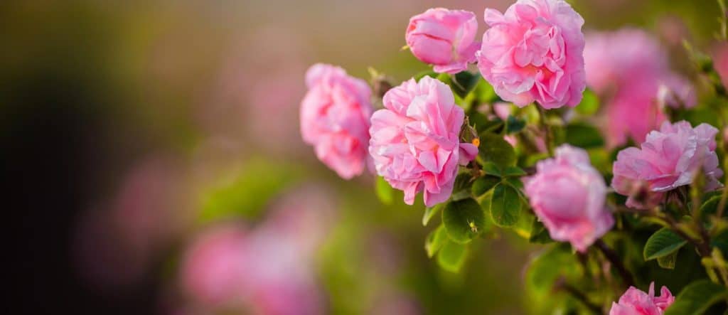 Rose Absolute (Morocco) 