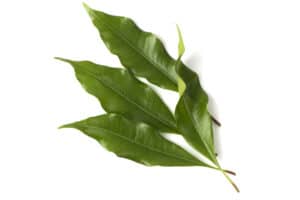 Clove Leaf Oil