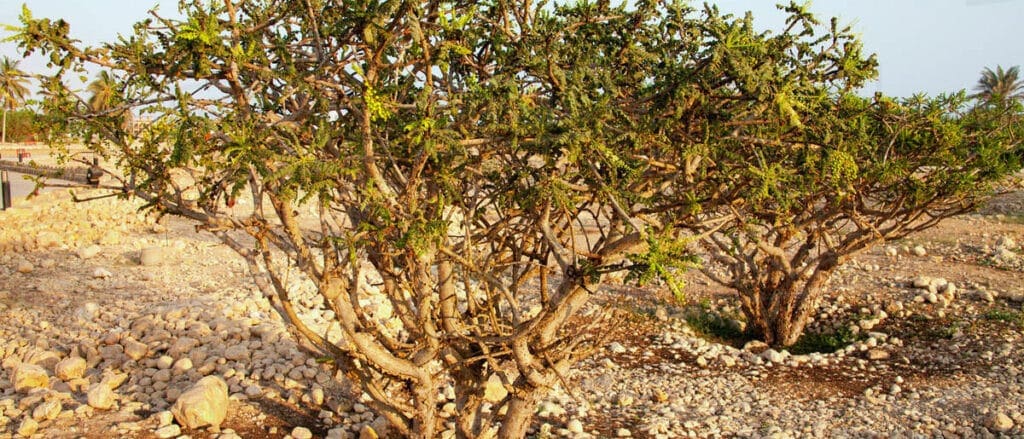 Frankincense Oil