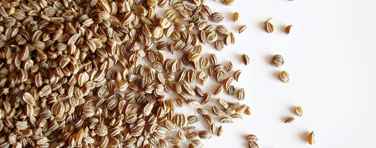 Celery Seed Oil