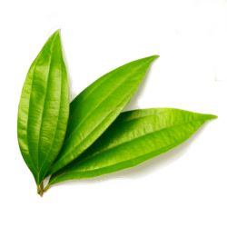Cinnamon Leaf Oil (Ceylon)