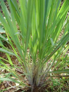 Lemongrass Oil Guatemala
