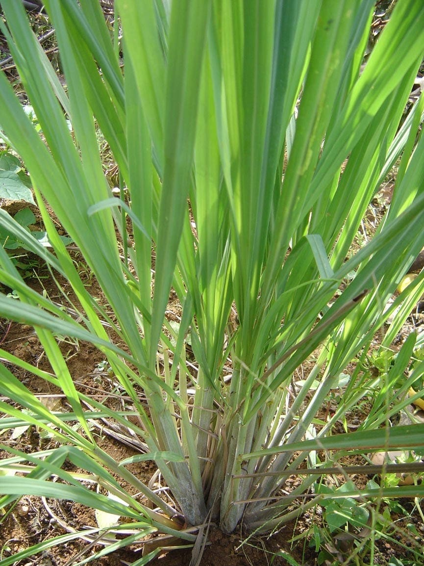 Lemongrass Oil East Indian