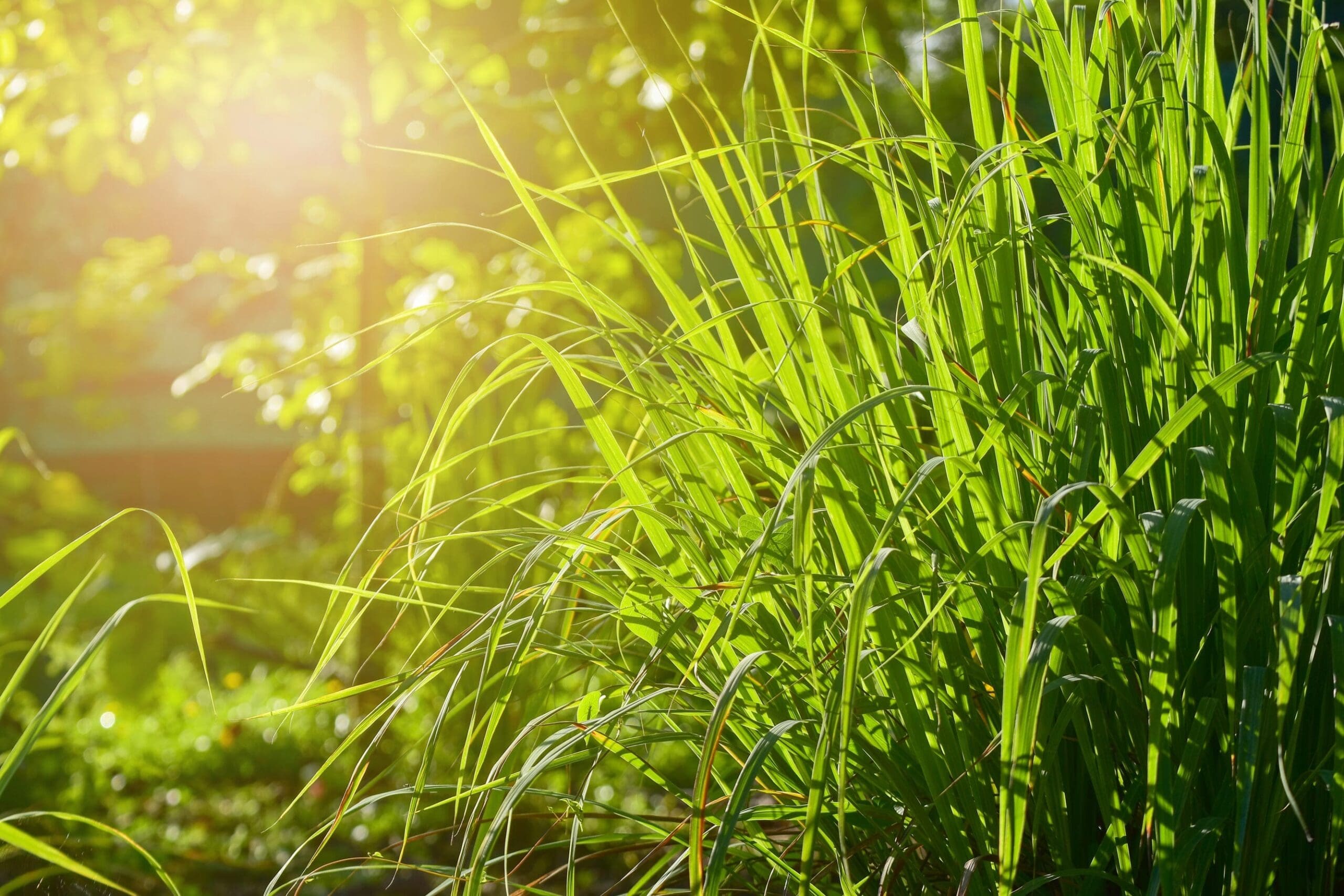 Lemongrass Oil India