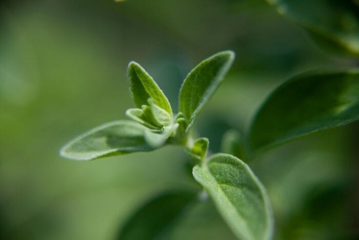 Origanum Oil (Oregano oil) HEADER