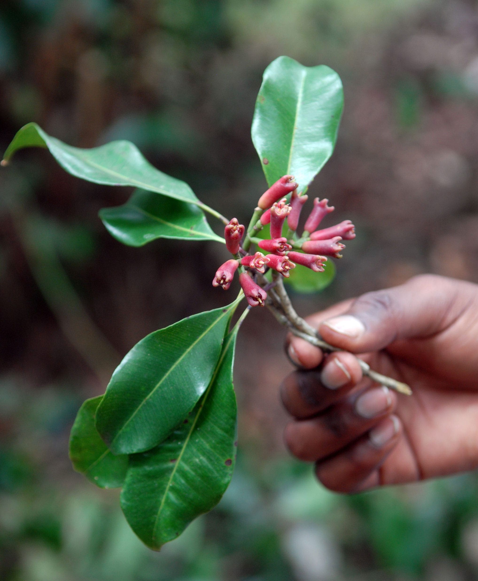 Clove Oils & Derivatives (Indonesia)   