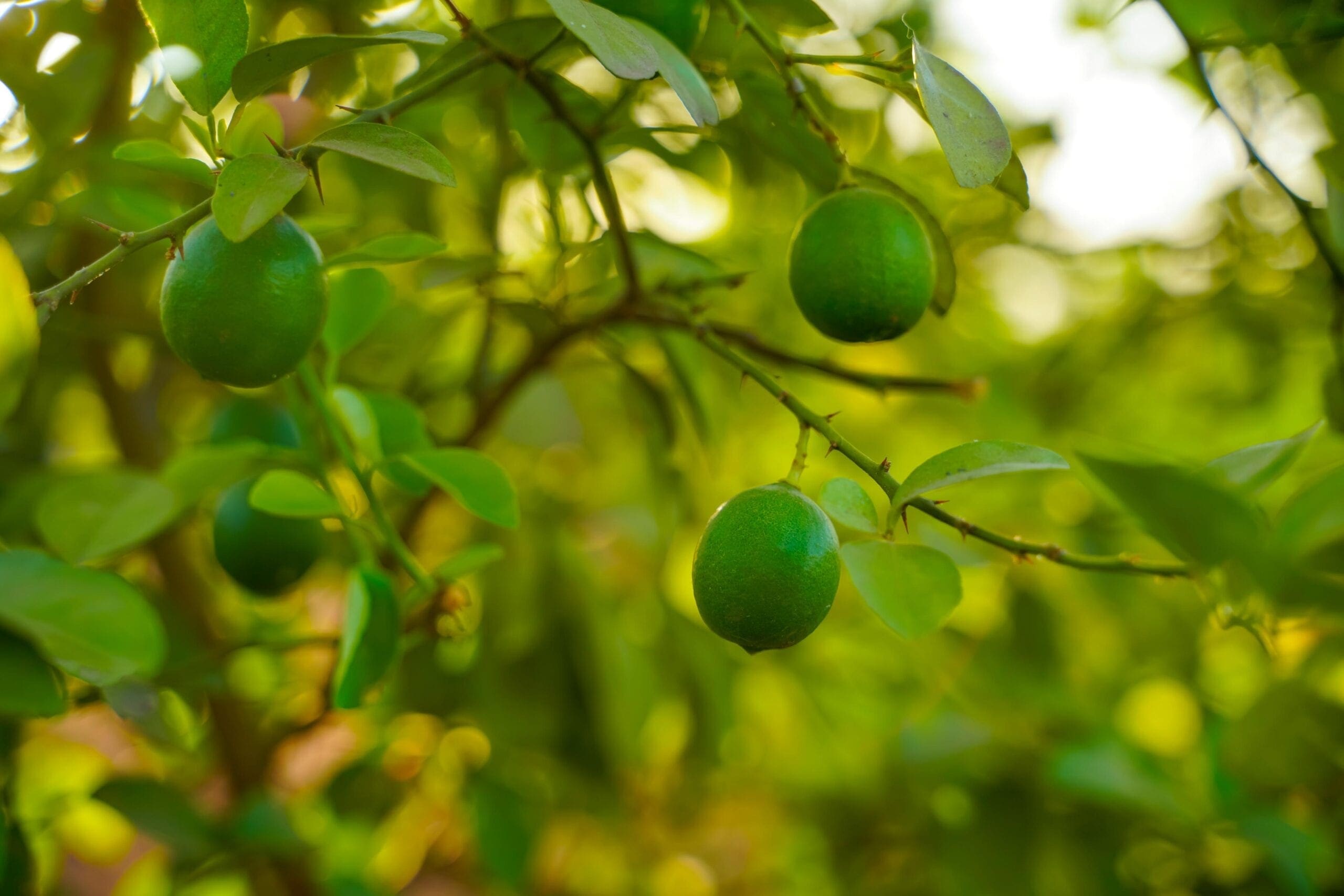 Lime Oil Peru