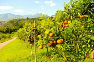 The Orange Oil Market September 2026