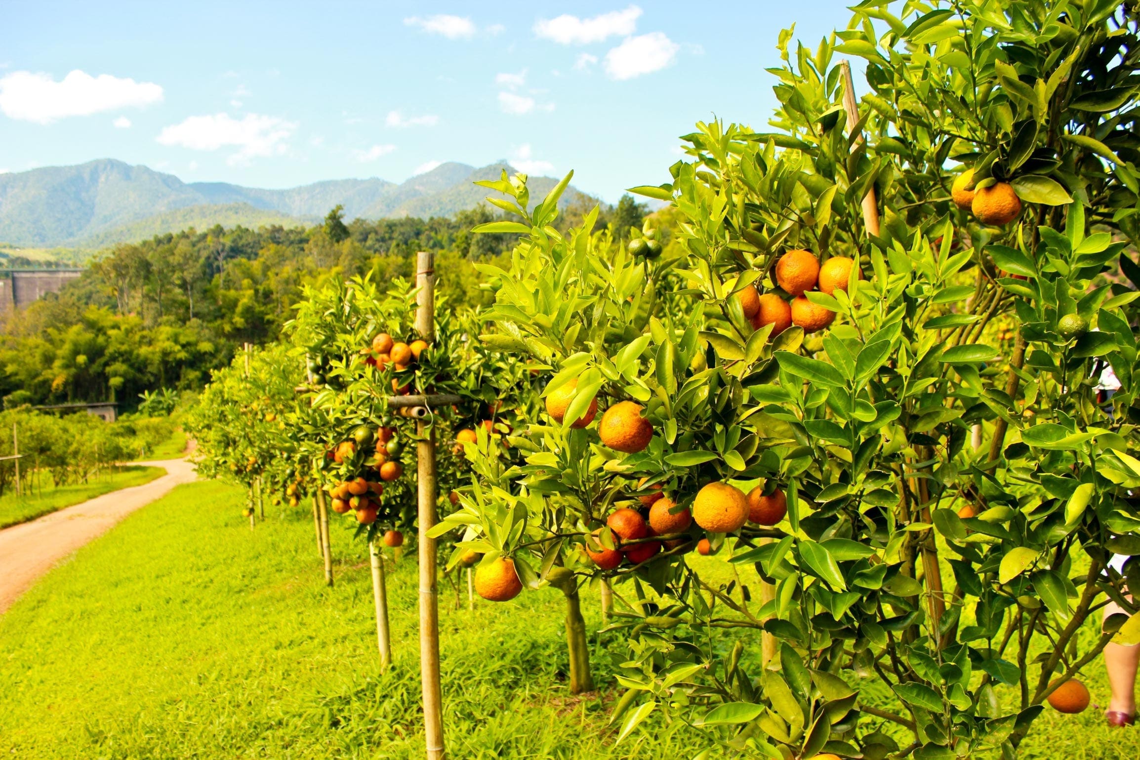 Global Citrus Update 2023-2024 HEADER