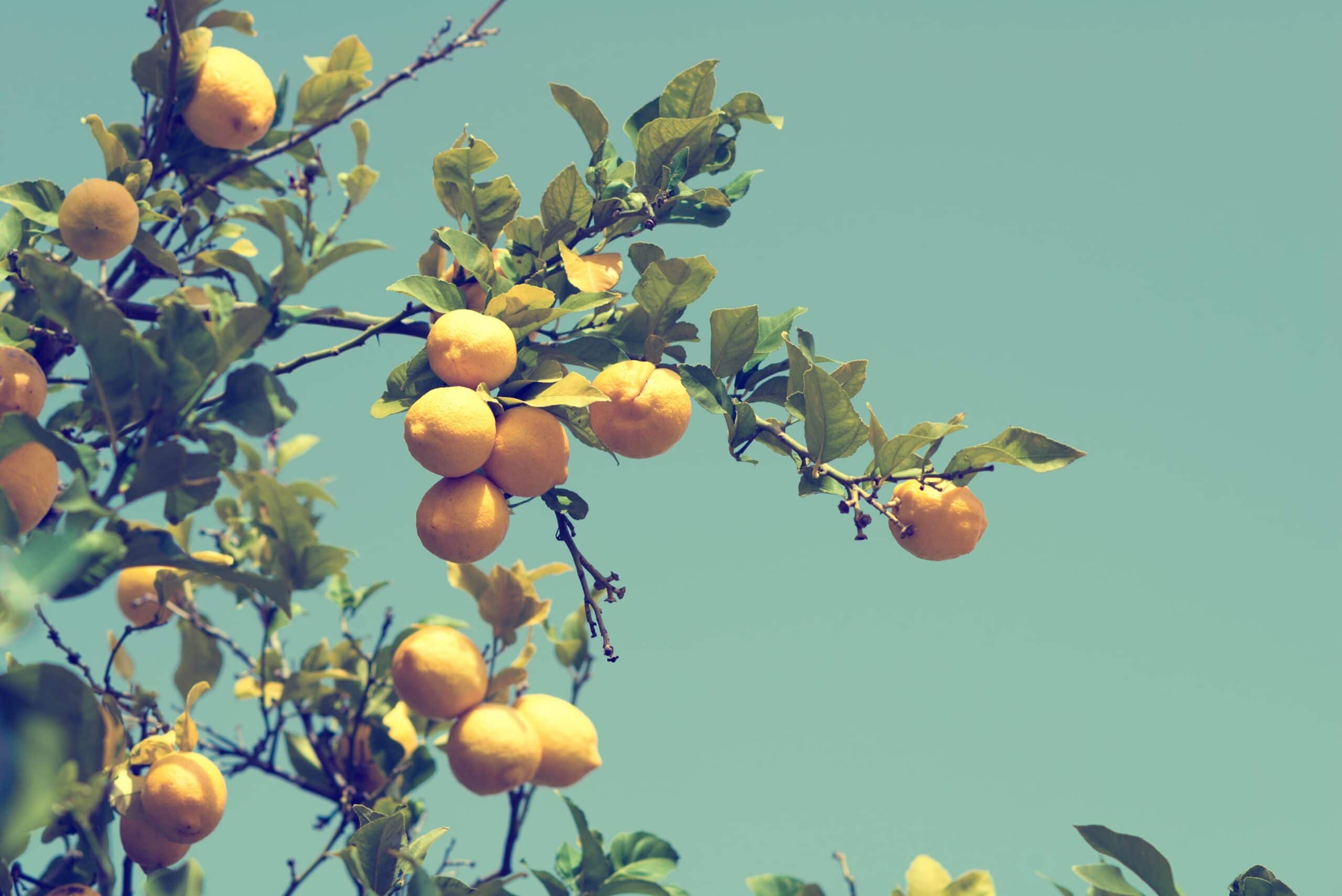 European Lemon Production HEADER