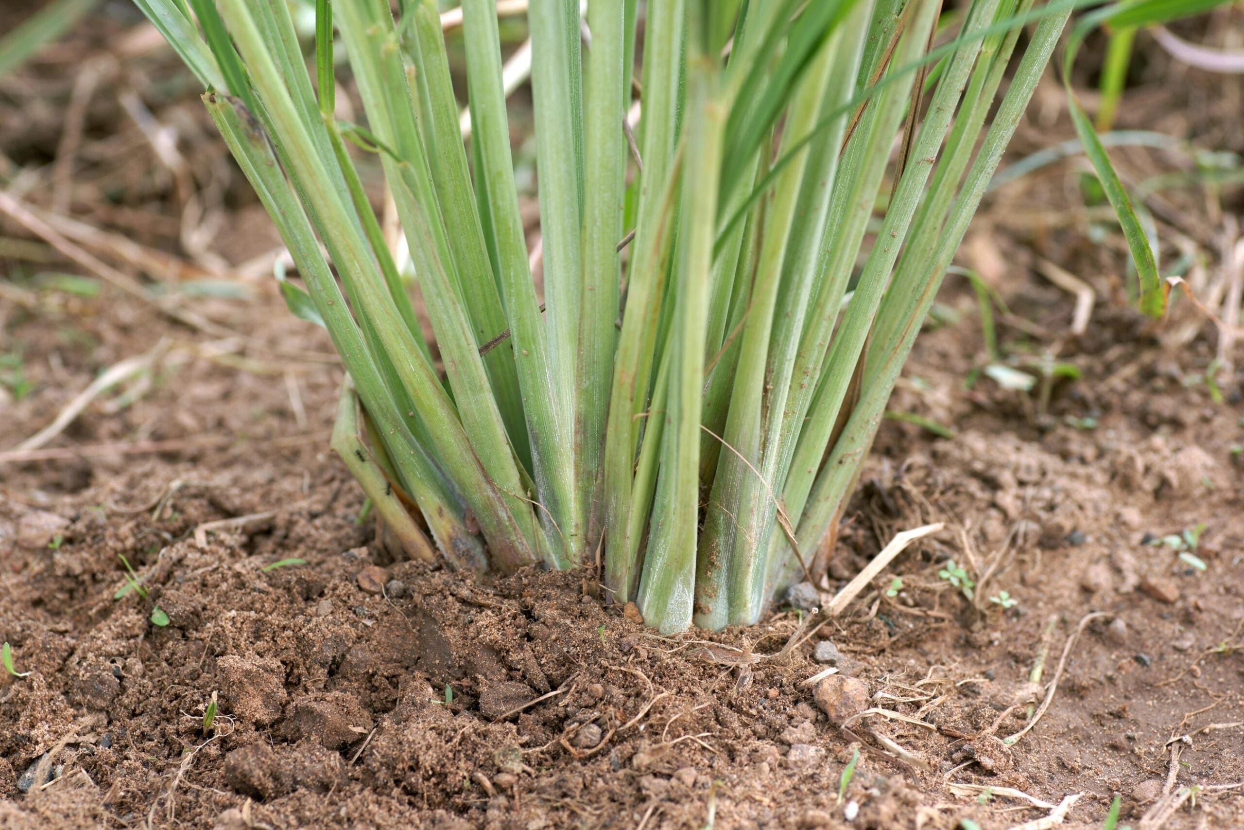 Lemongrass Production in India HEADER