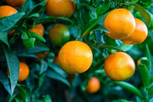 Orange Oil Brazil
