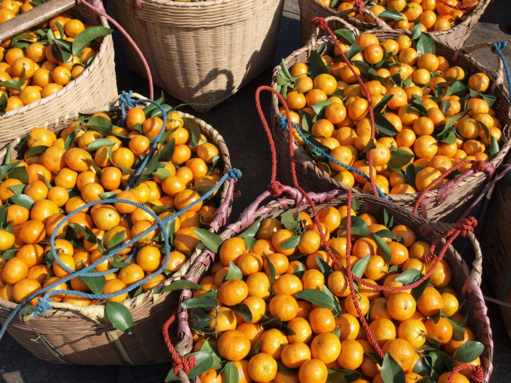 Orange Harvest Forecasts HEADER