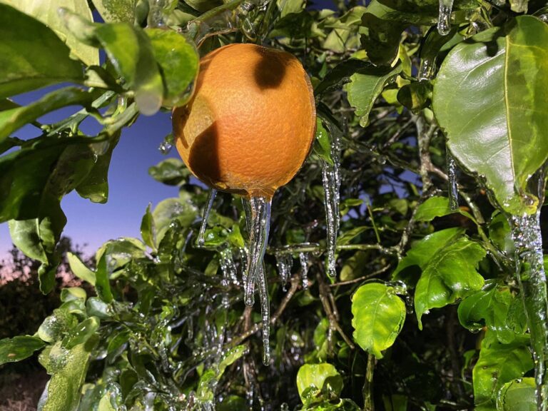 Berjé Barometer – Florida Freeze