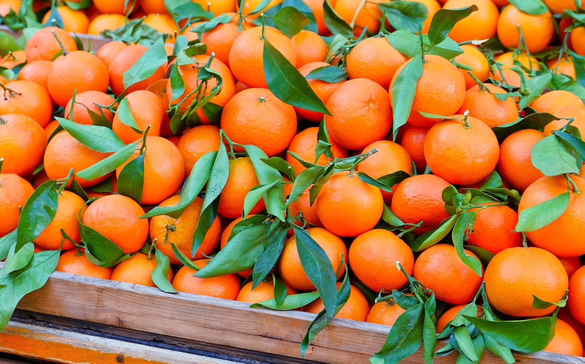 Shrinking European Mandarin Production HEADER