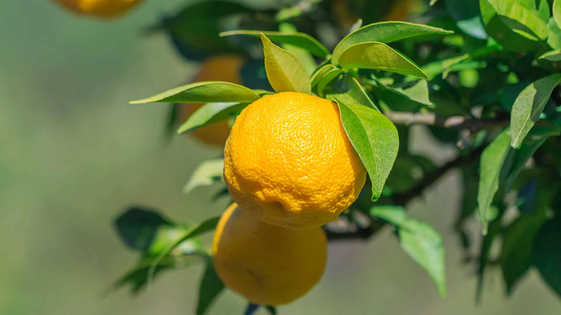 Yuzu Oil