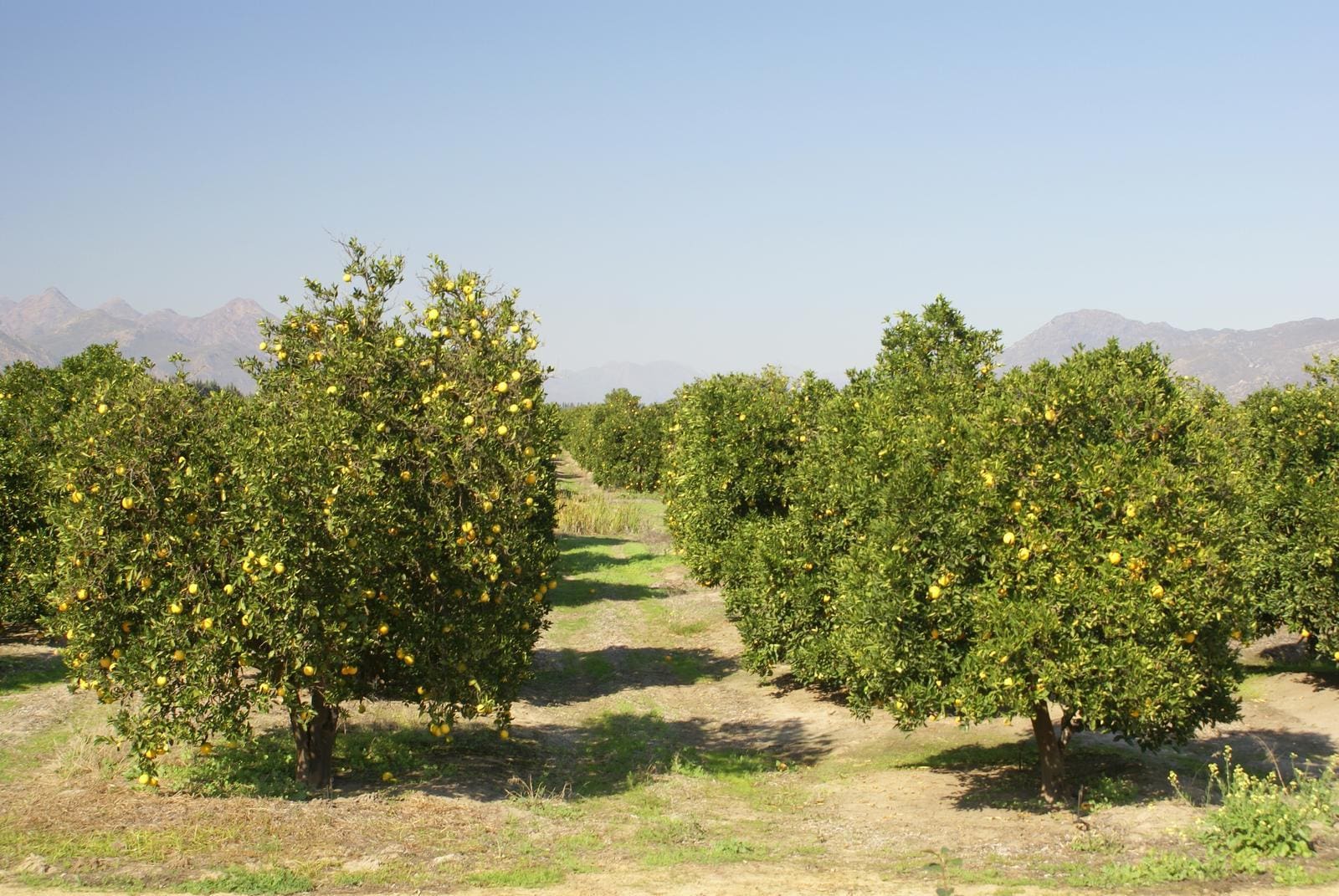 EU Requires Cold Treatment for Citrus Imports HEADER