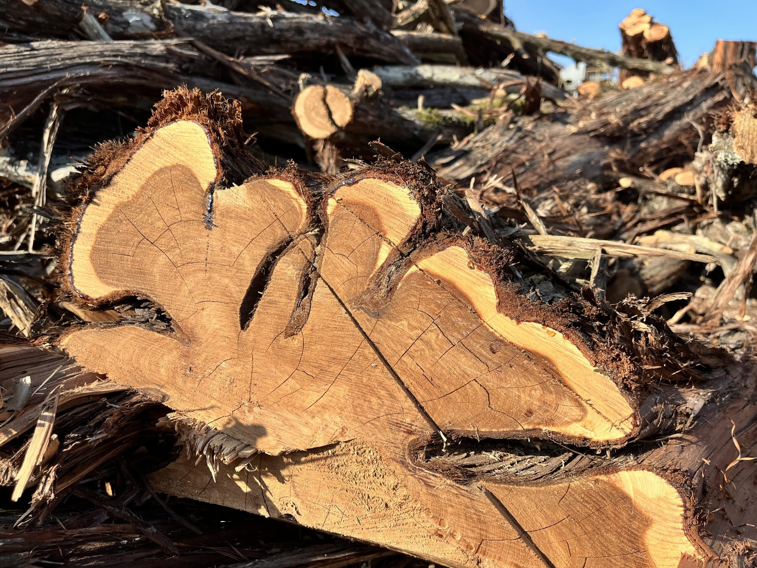 American Cedarwood Update HEADER