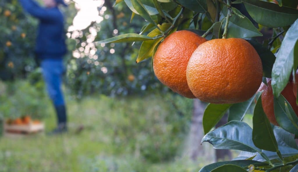 Berjé Barometer – Hurricane Ian & American Citrus HEADER