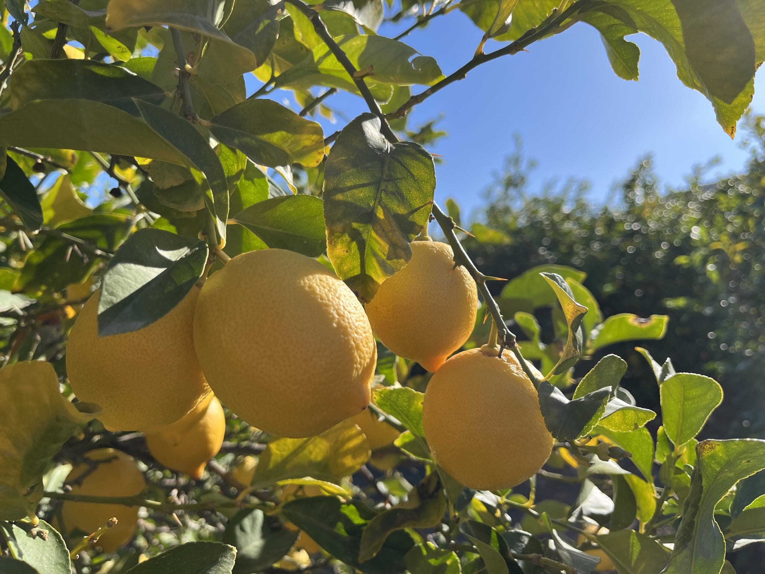 The Future of Spanish Lemon Production
