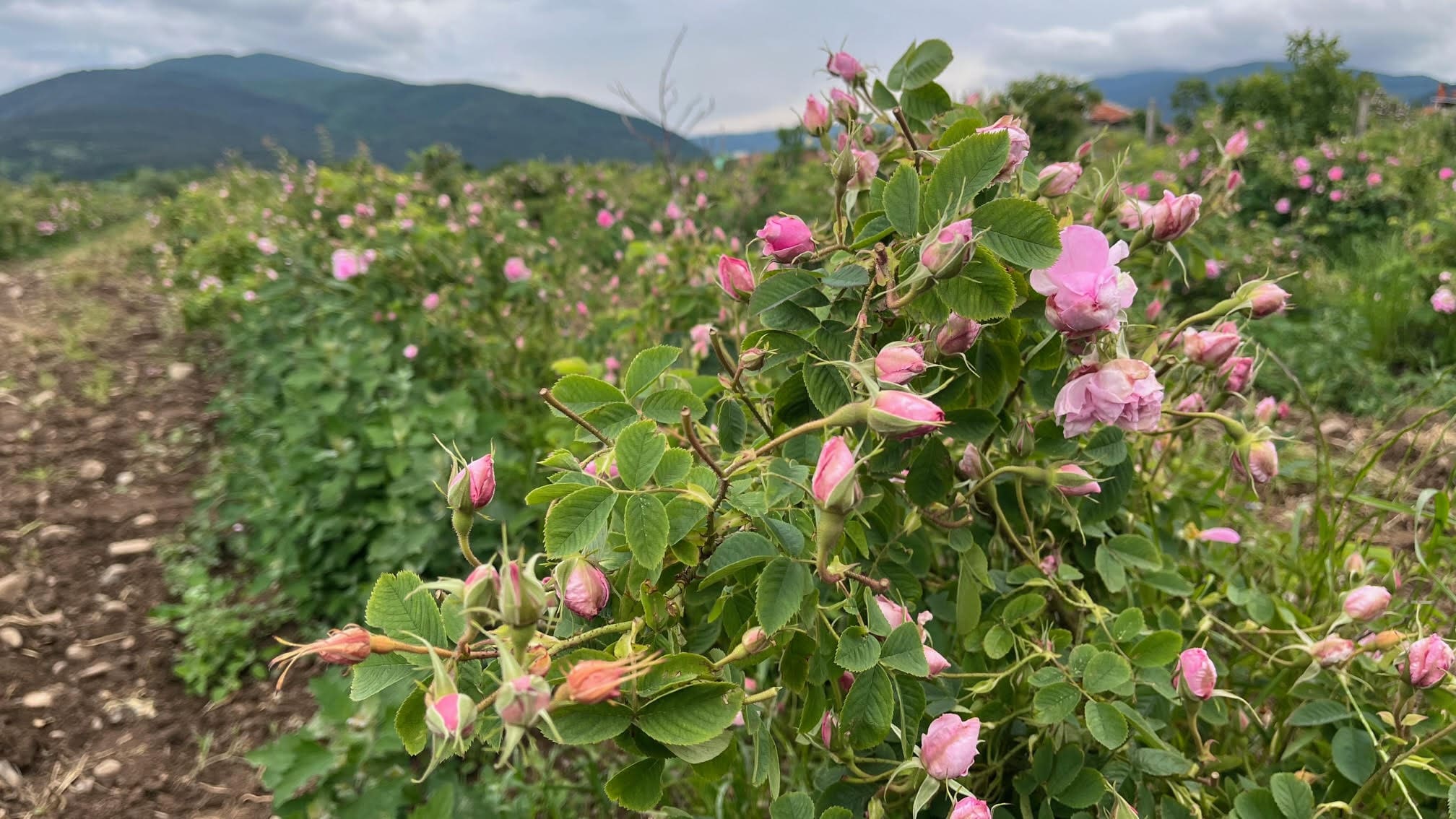 Rose Oil Production Update HEADER