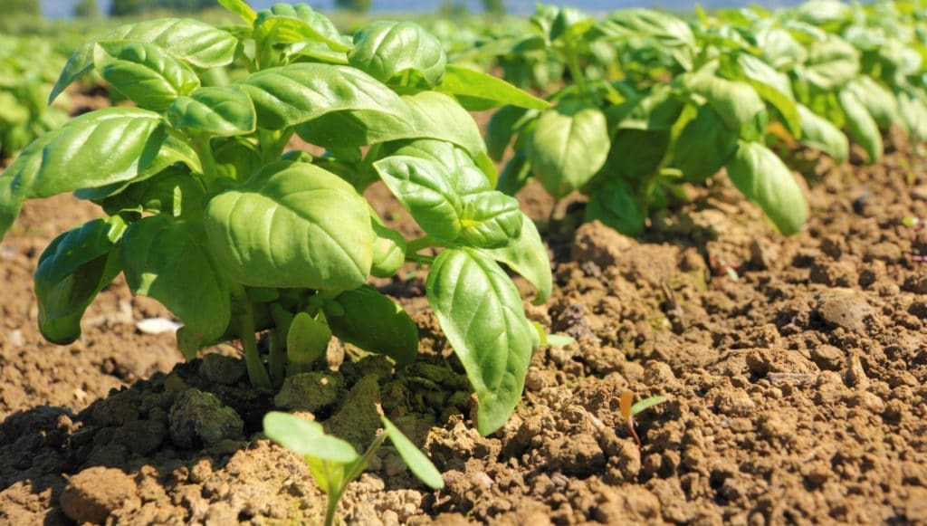 Basil Oil (Indian)