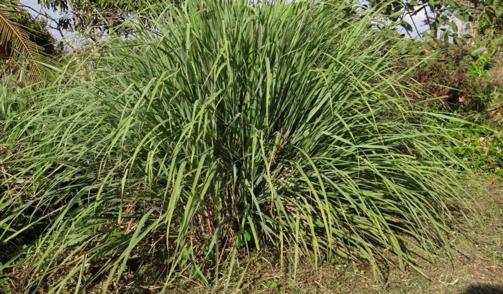 Organic Citronella Oil