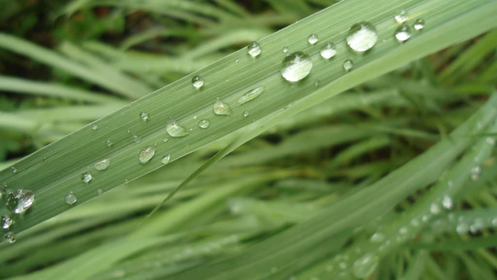 Citronella Oil