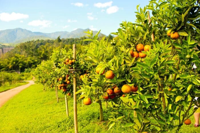 Orange Terpenes