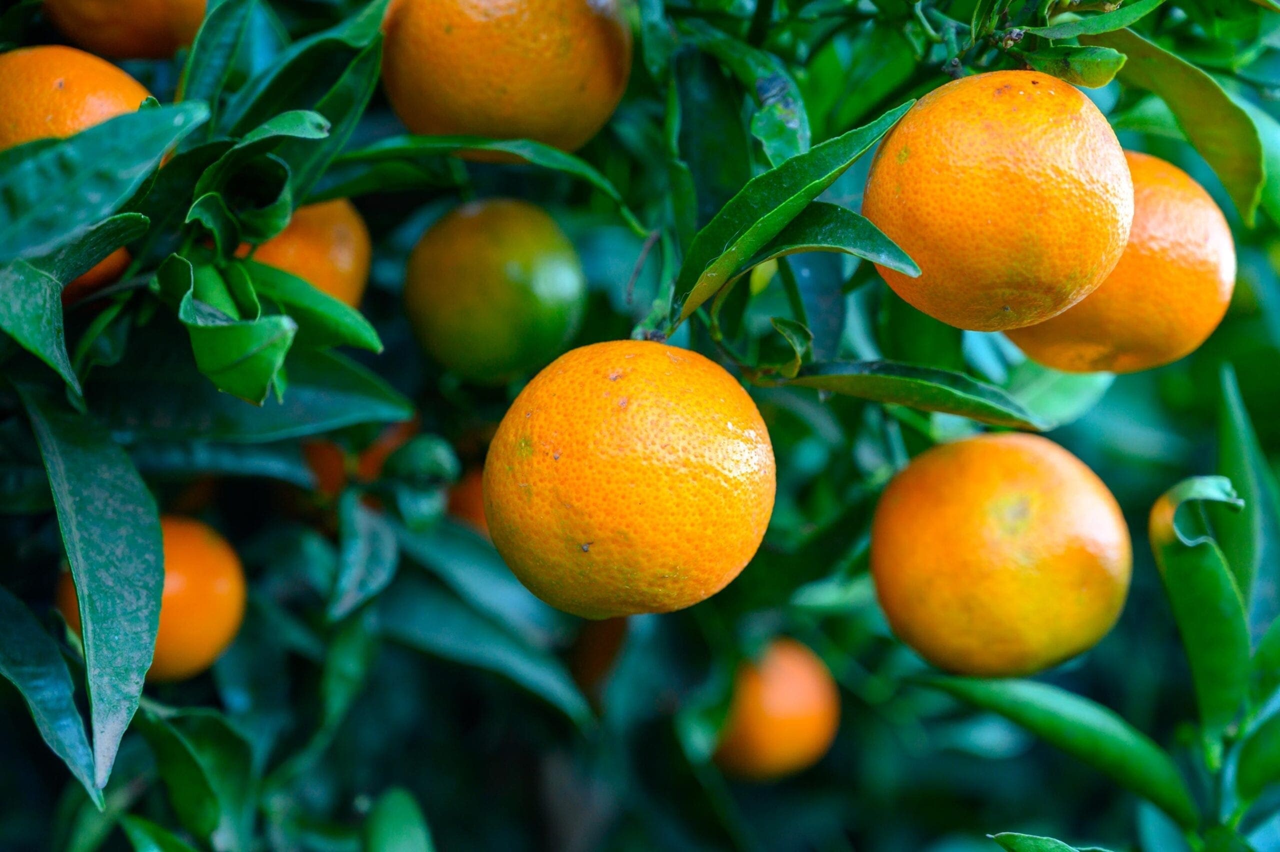 Orange Oil – Mexican