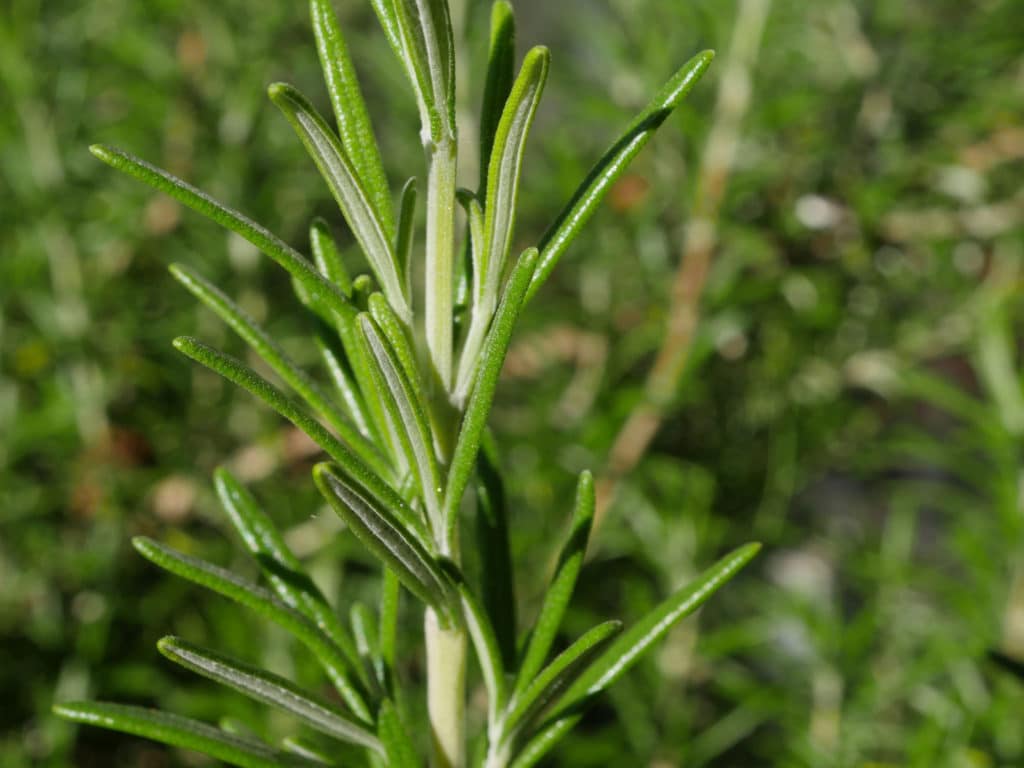 Rosemary Oil (Spain)