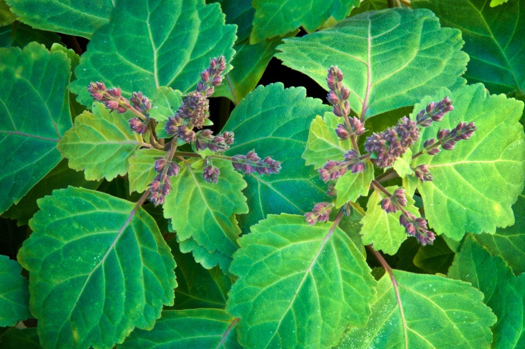 Patchouli Oil Light