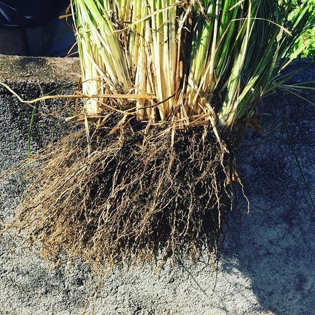 Vetiver Oil Haiti
