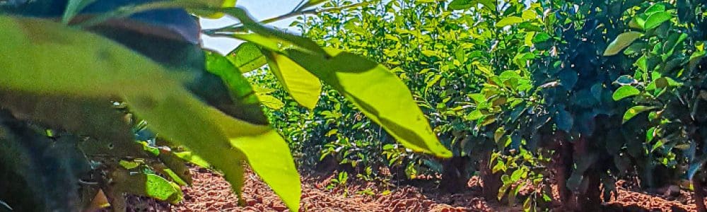 Petitgrain Oil