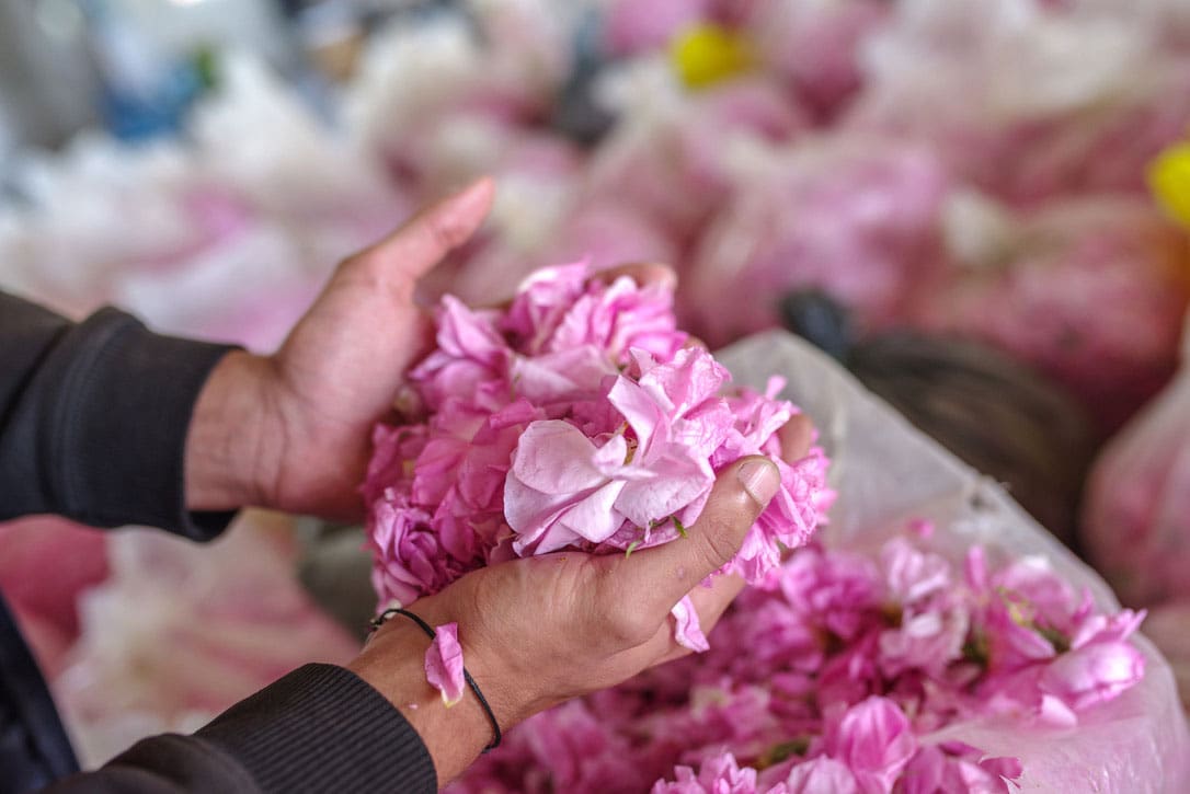  Processing Rose & Lavender