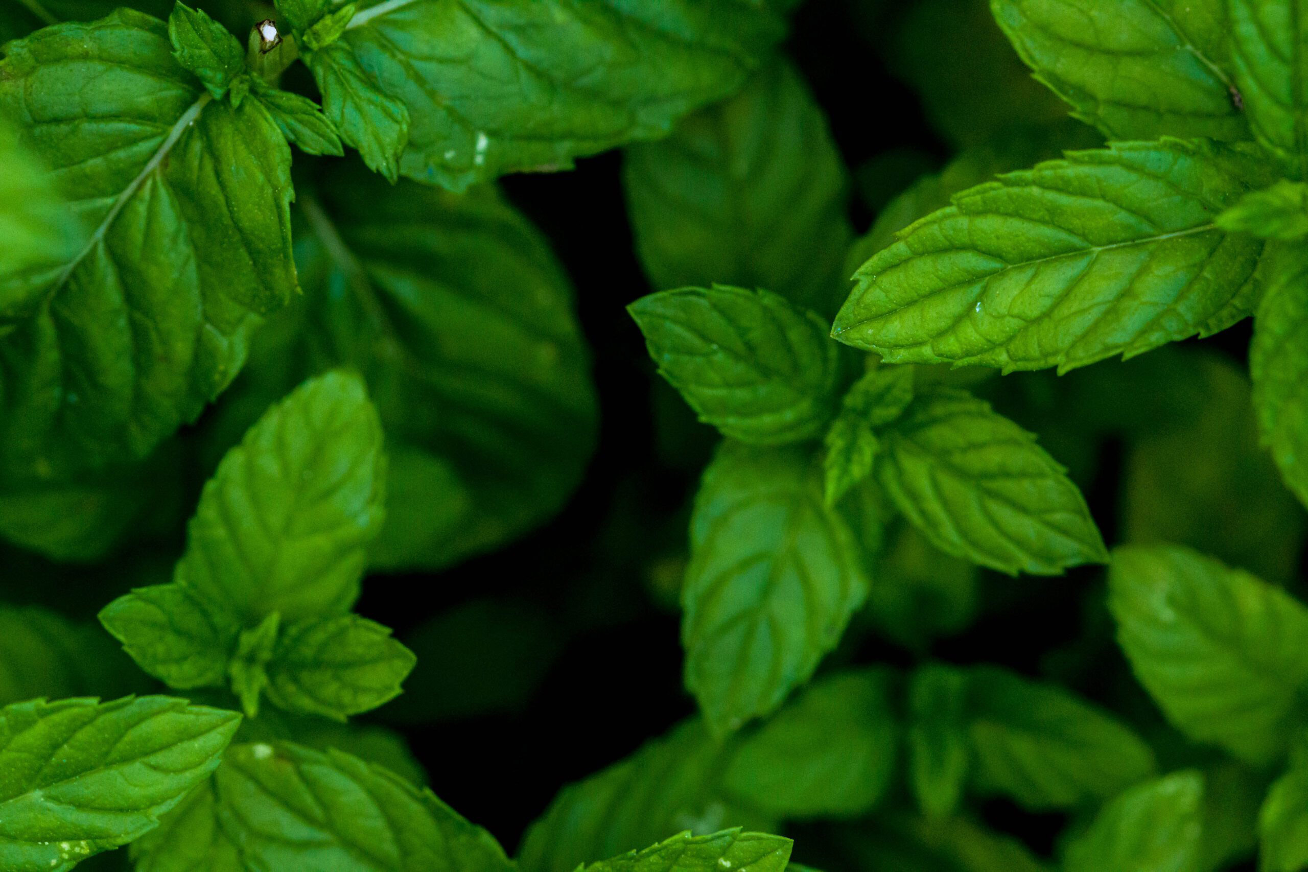 The Whole Herb Company