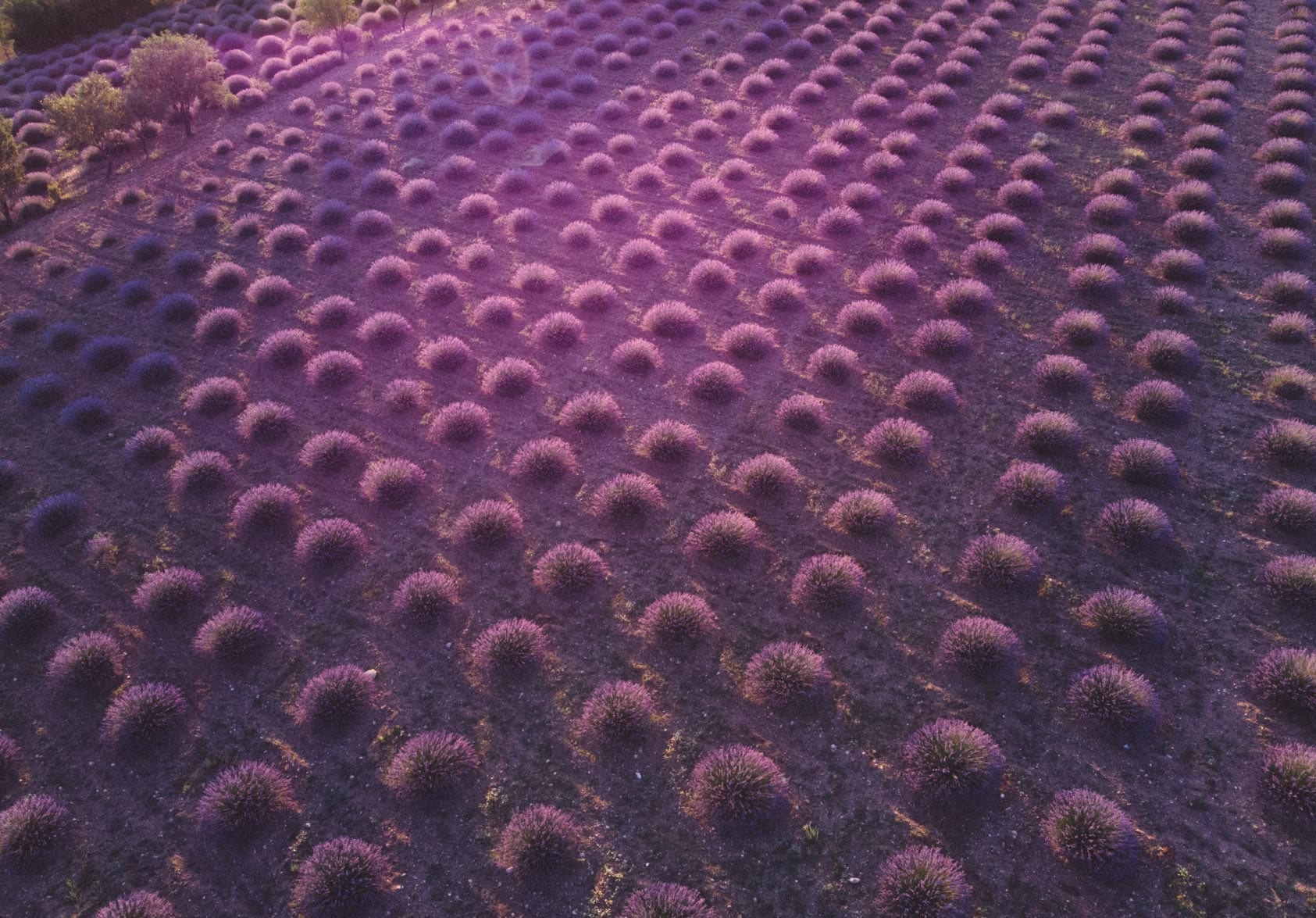 Lavender Oil Bulgarian