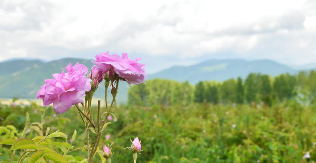 Berjé Trakia is established in Bulgaria - Timeline Image 1998