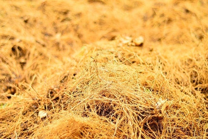 Vetiver in the fields