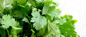 Parsley Leaf Oil
